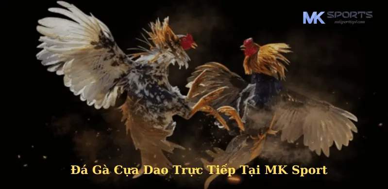 Xem Đá Gà Cựa Dao Trực Tiếp Tại MK Sport