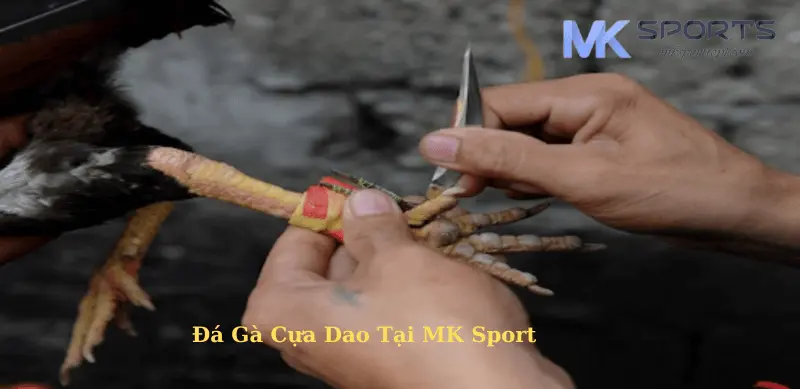 Đá gà cựa dao mk sport